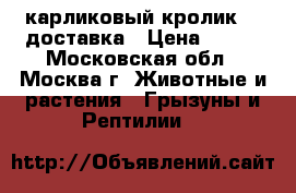 карликовый кролик.   доставка › Цена ­ 500 - Московская обл., Москва г. Животные и растения » Грызуны и Рептилии   